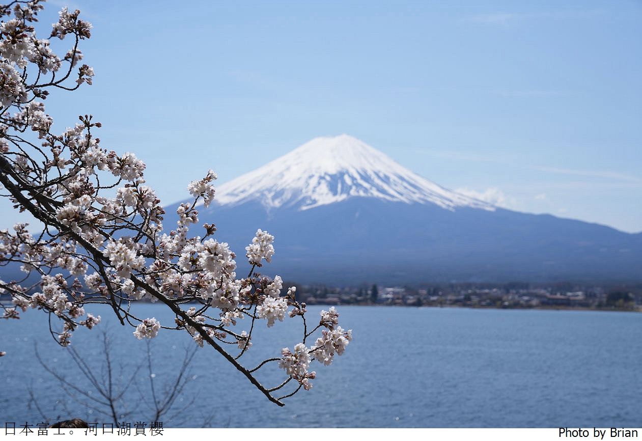 日本河口湖櫻花季。河口湖美術館湖畔邊櫻花步道美景