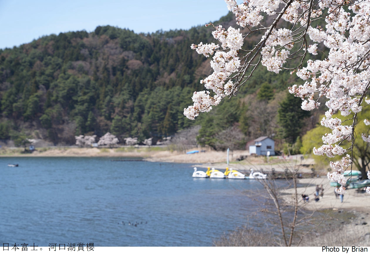 日本河口湖櫻花季。河口湖美術館湖畔邊櫻花步道美景