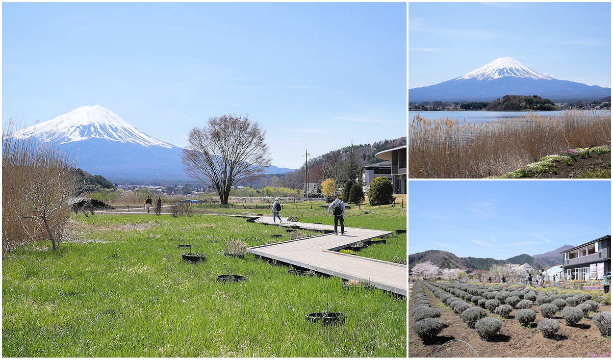 日本河口湖大石公園。欣賞壯闊富士山美景，早晨還可以拍逆富士