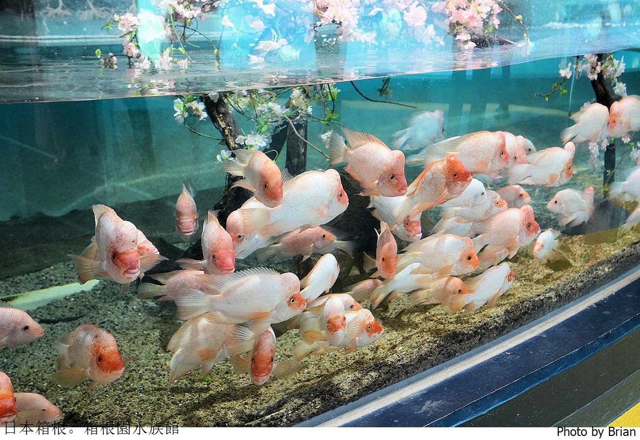 日本神奈川箱根園水族館。日本最高水族館看可愛海豹大叔