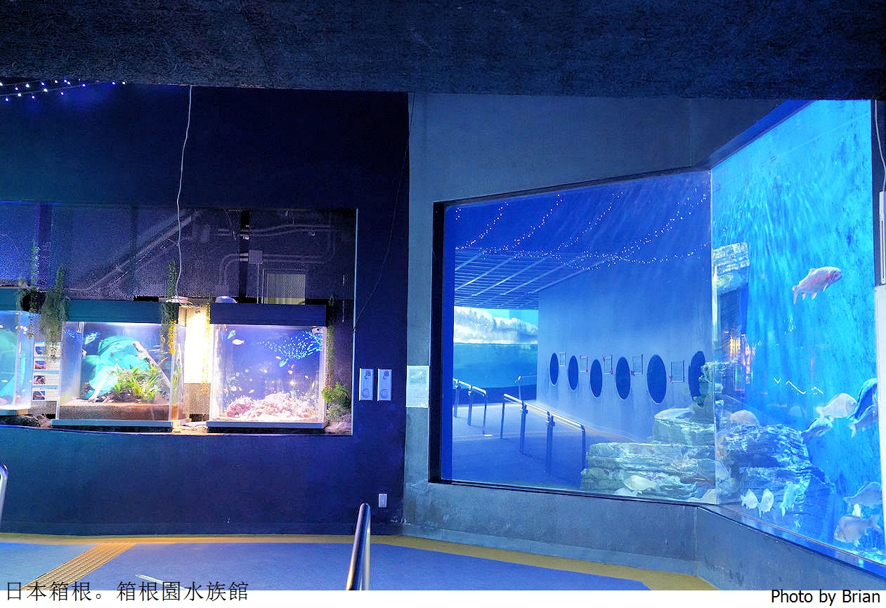 日本神奈川箱根園水族館。日本最高水族館看可愛海豹大叔