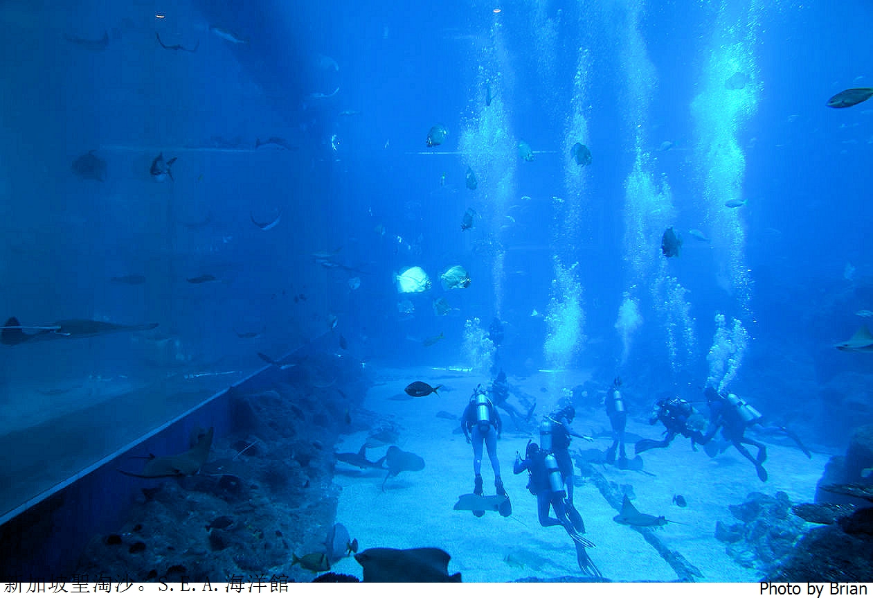 新加坡聖淘沙 SEA Aquarium 海洋館。聖淘沙名勝世界親子景點推薦
