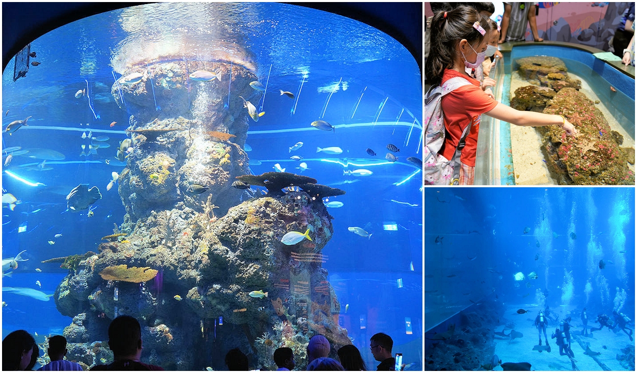 新加坡聖淘沙 SEA Aquarium 海洋館。聖淘沙名勝世界親子景點推薦 @布萊恩:觀景窗看世界。美麗無限