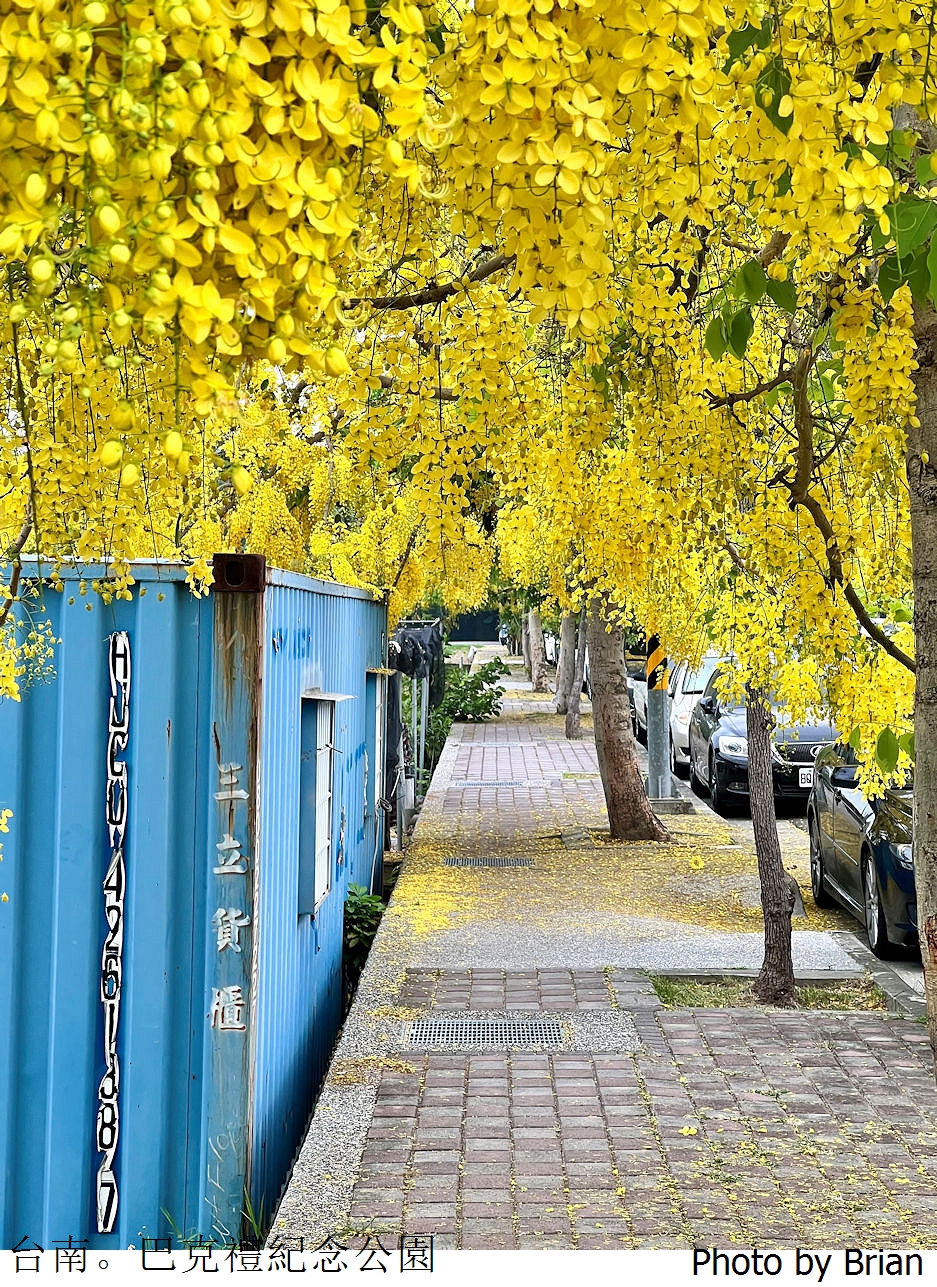 台南巴克禮紀念公園阿勃勒花海。盛開黃金雨夾道台南阿勃勒花季