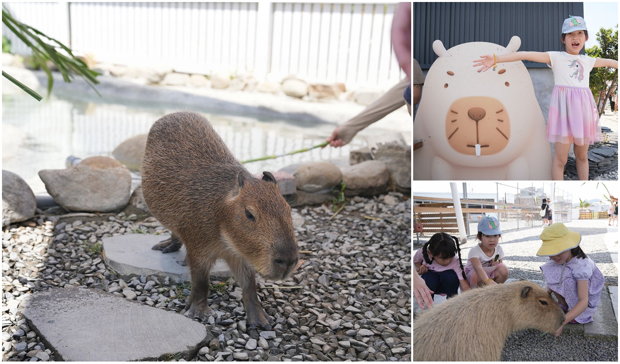 即時熱門文章：墾丁親子景點鹿ㄦ島水豚生態園區。餵食可愛動物跟水豚共游體驗
