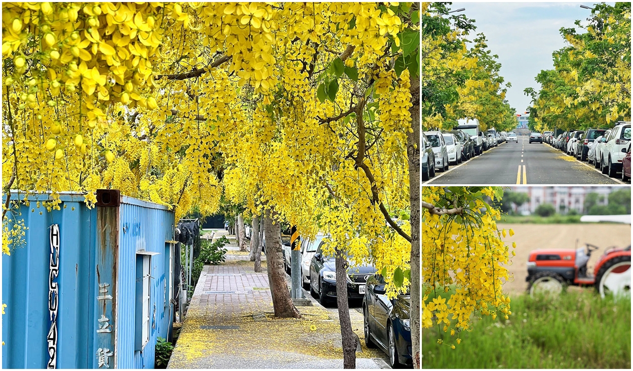 即時熱門文章：台南巴克禮紀念公園阿勃勒花海。盛開黃金雨夾道台南阿勃勒花季