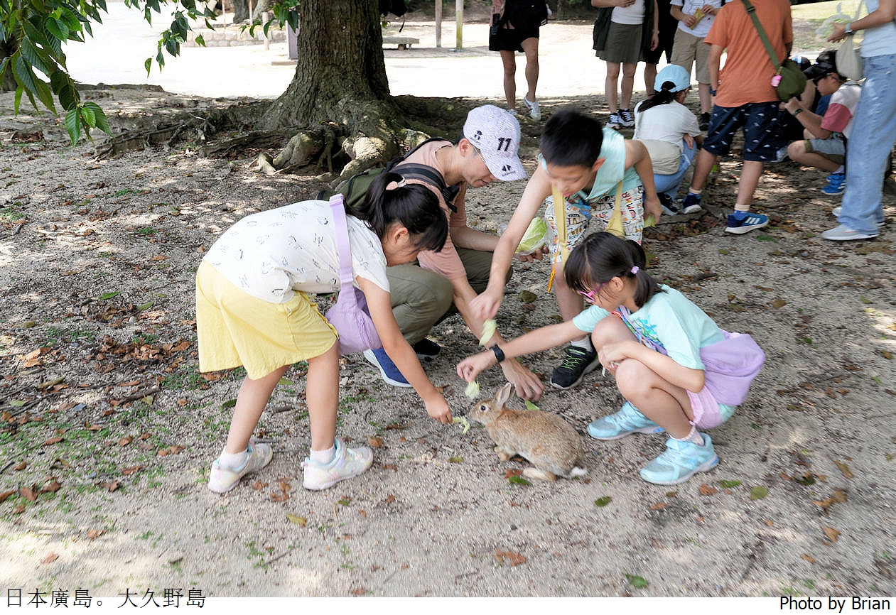 日本廣島親子景點大久野島。超可愛兔子島交通方式景點分享全攻略