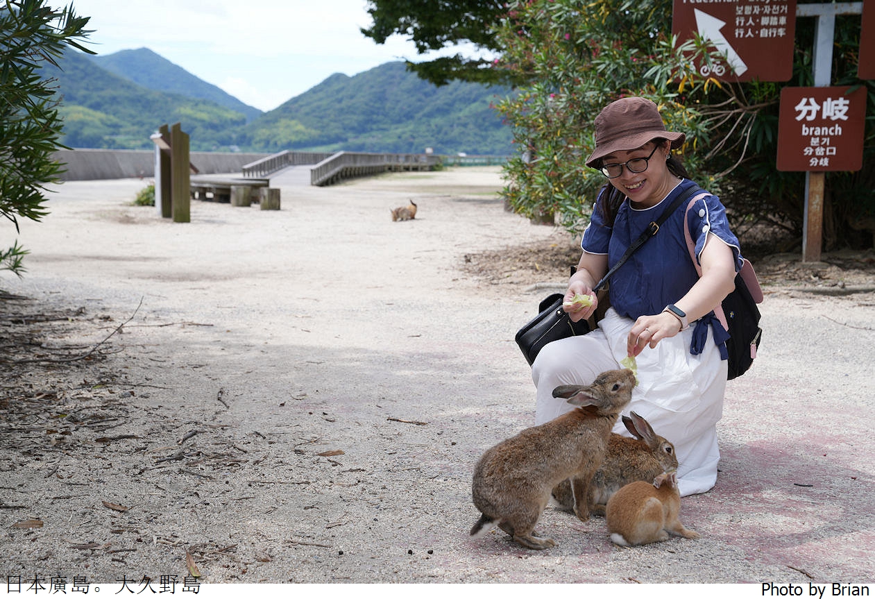 日本廣島親子景點大久野島。超可愛兔子島交通方式景點分享全攻略