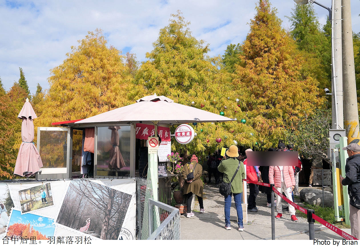 台中泰安落羽松。羽粼落羽松交通門票參觀資訊