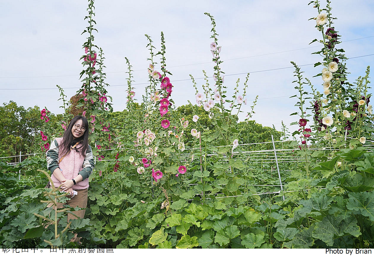 彰化景點田中窯創藝園區。可愛貓咪蜀葵花海手做 DIY 體驗親子景點 彰化景點田中窯創藝園區。可愛貓咪蜀葵花海手做 DIY 體驗親子景點
