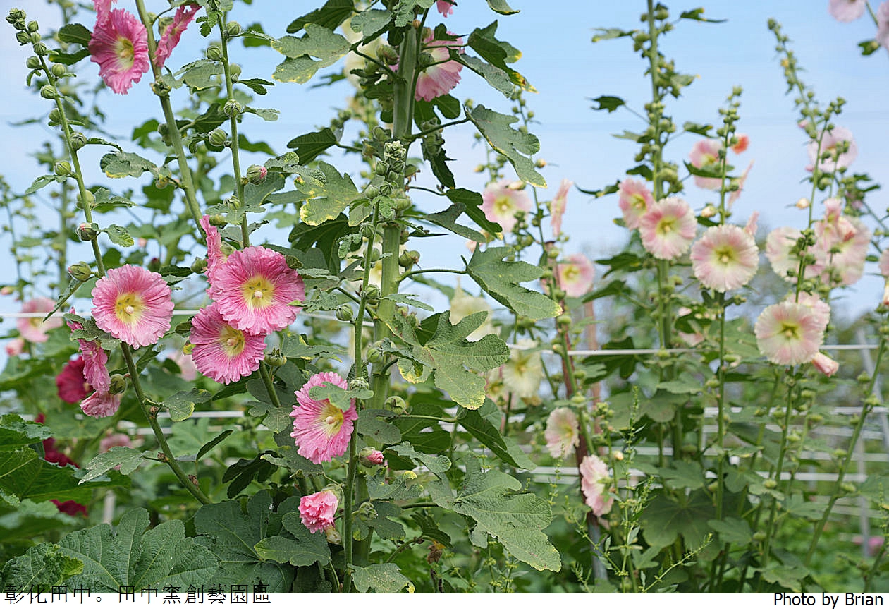 彰化景點田中窯創藝園區。可愛貓咪蜀葵花海手做 DIY 體驗親子景點