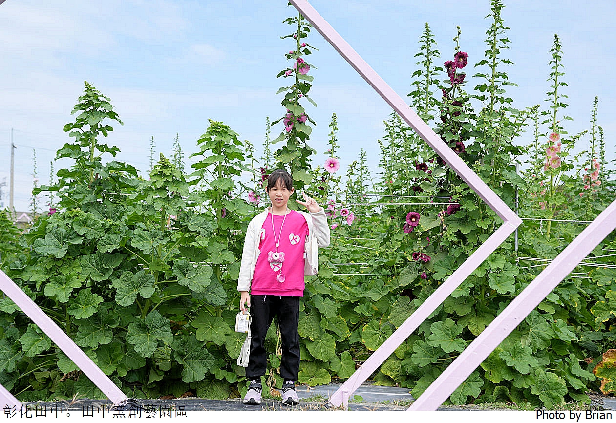 彰化景點田中窯創藝園區。可愛貓咪蜀葵花海手做 DIY 體驗親子景點 彰化景點田中窯創藝園區。可愛貓咪蜀葵花海手做 DIY 體驗親子景點