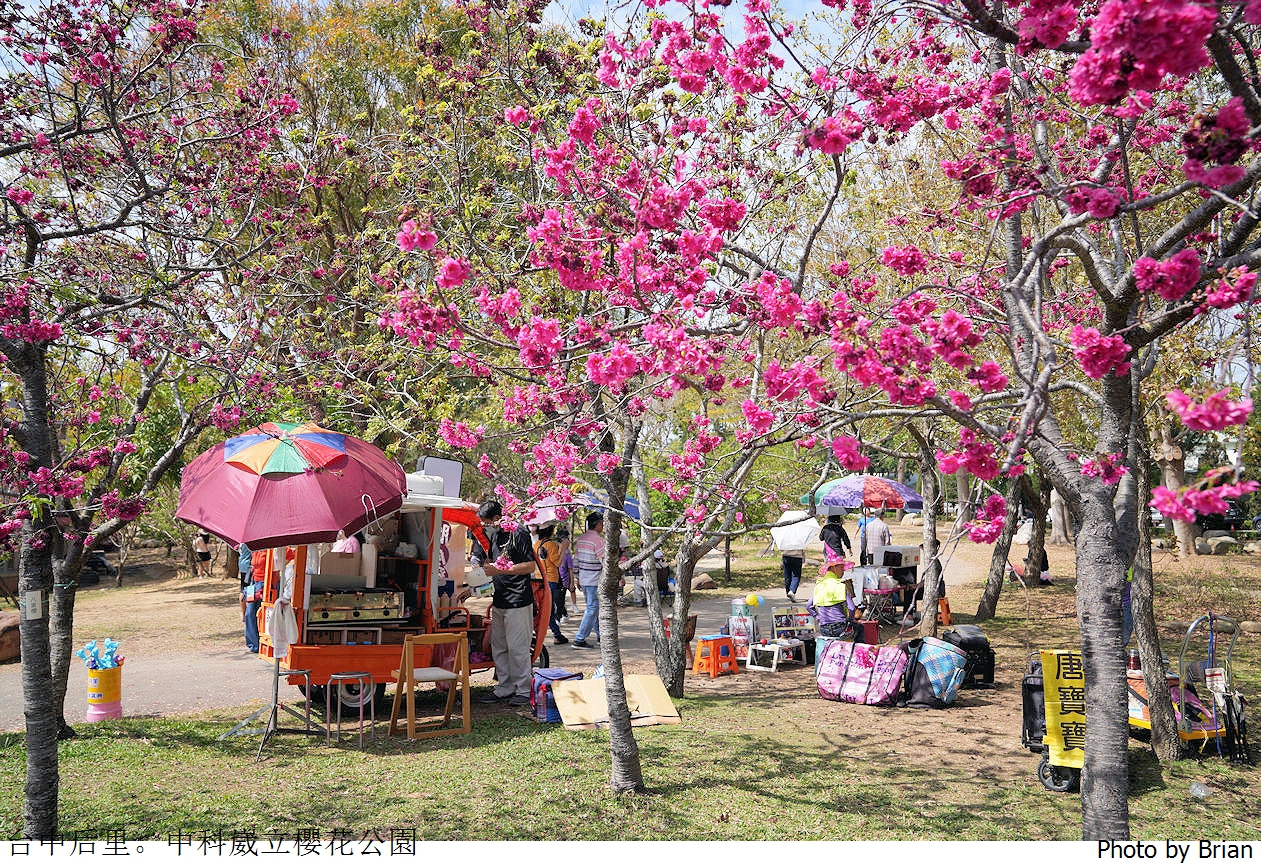 台中中科崴立櫻花公園。中科免費賞櫻景點