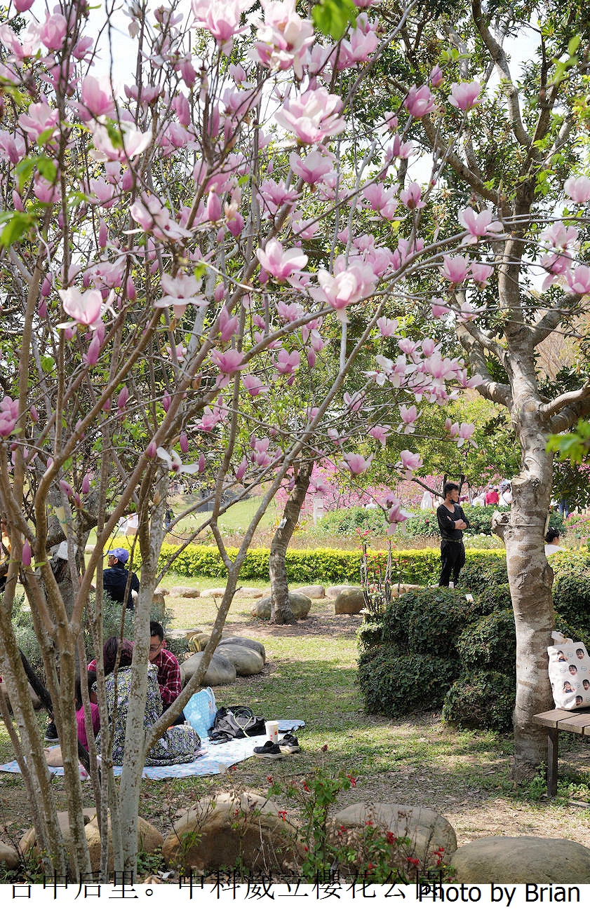台中中科崴立櫻花公園。中科免費賞櫻景點