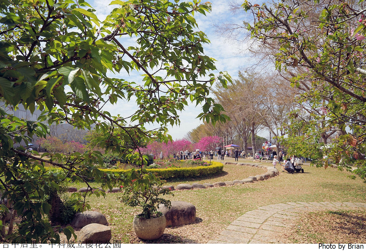 台中中科崴立櫻花公園。中科免費賞櫻景點
