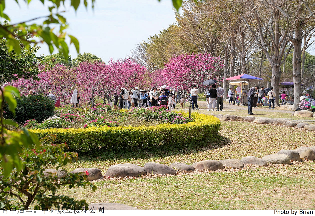 台中中科崴立櫻花公園。中科免費賞櫻景點