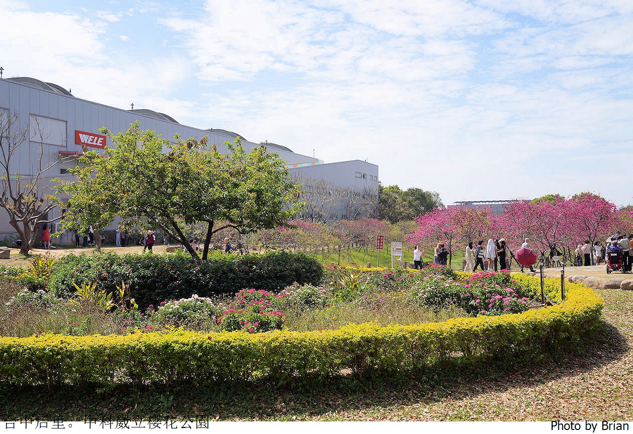 台中中科崴立櫻花公園。中科免費賞櫻景點
