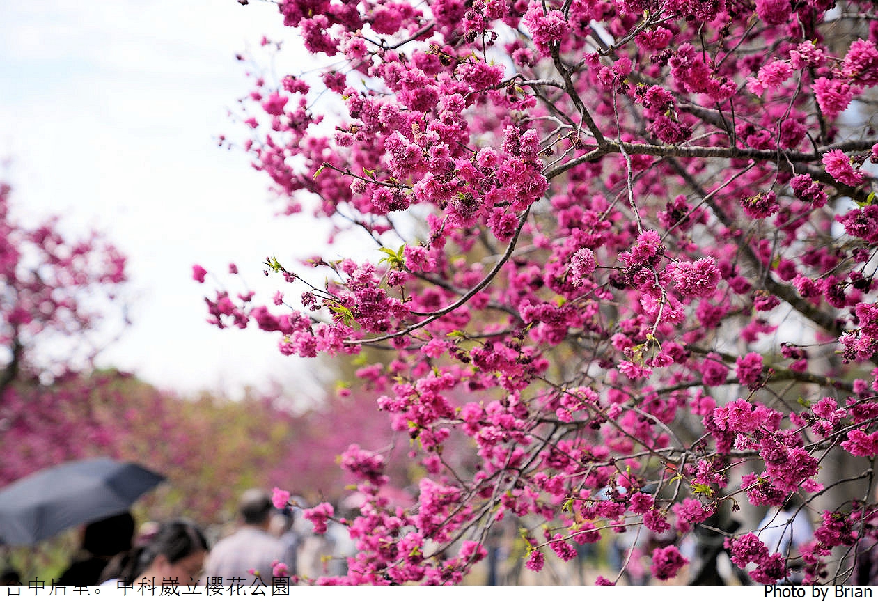 台中中科崴立櫻花公園。中科免費賞櫻景點