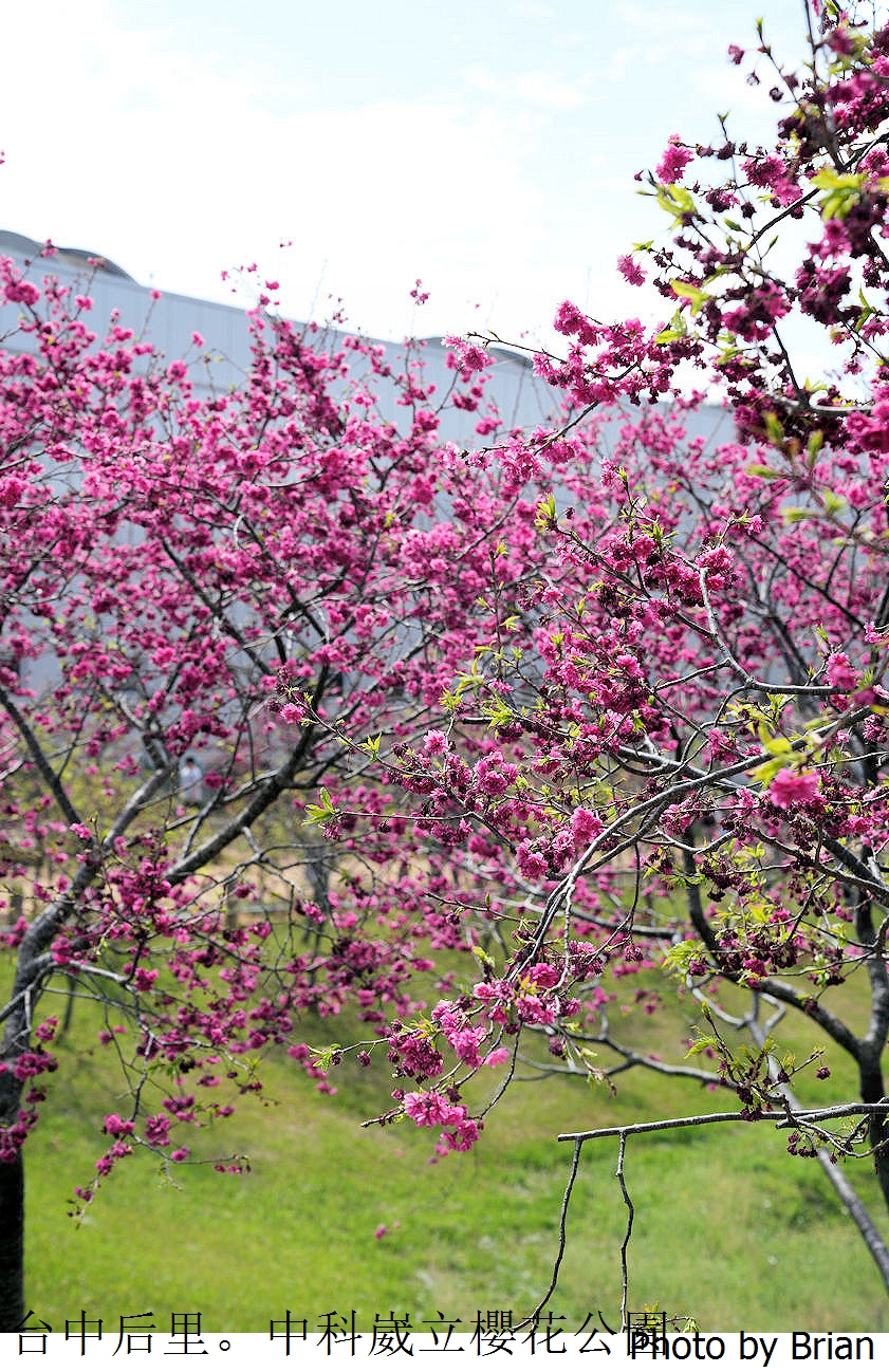 台中中科崴立櫻花公園。中科免費賞櫻景點