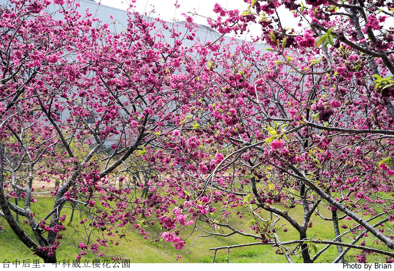 台中中科崴立櫻花公園。中科免費賞櫻景點