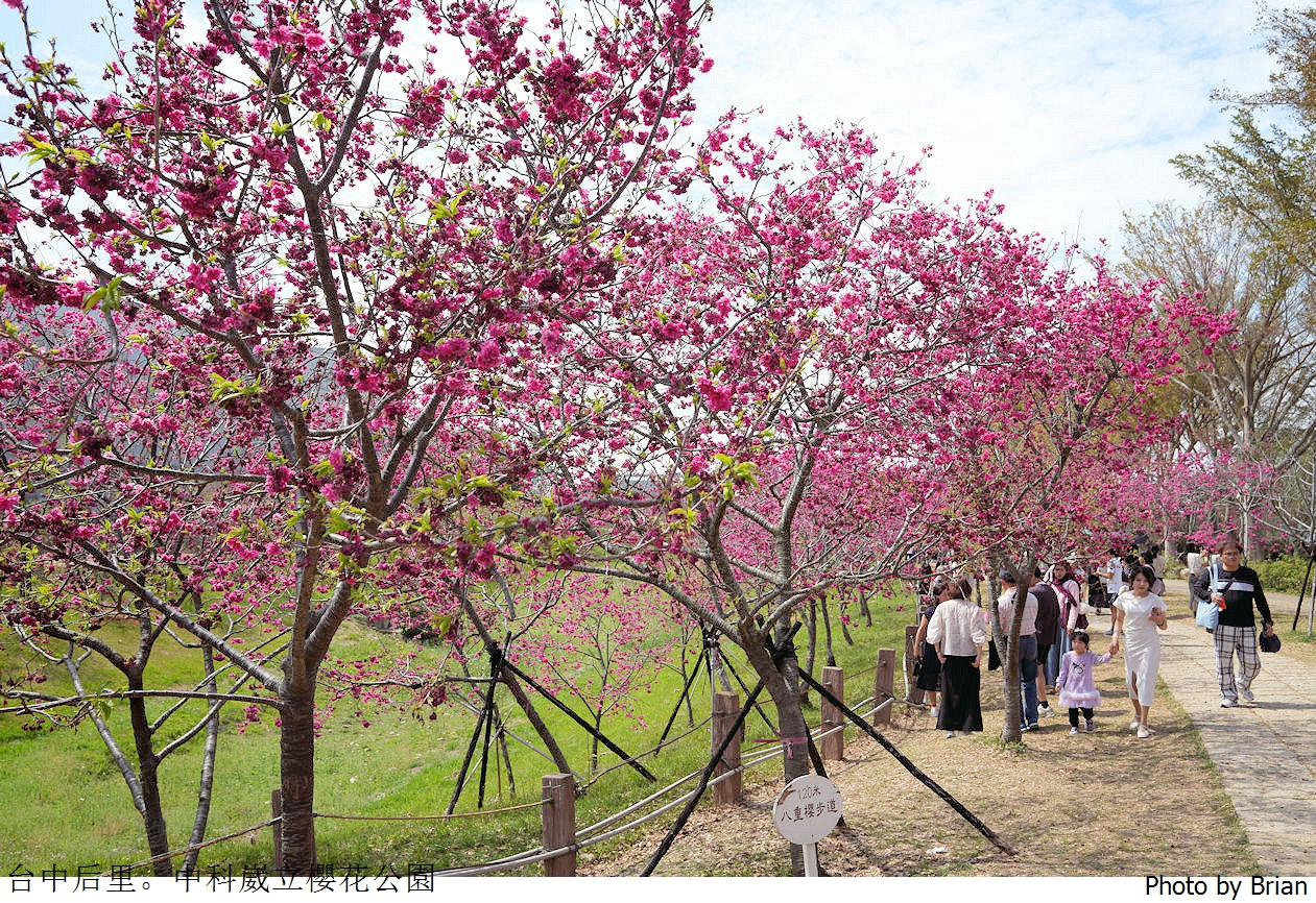台中中科崴立櫻花公園。中科免費賞櫻景點