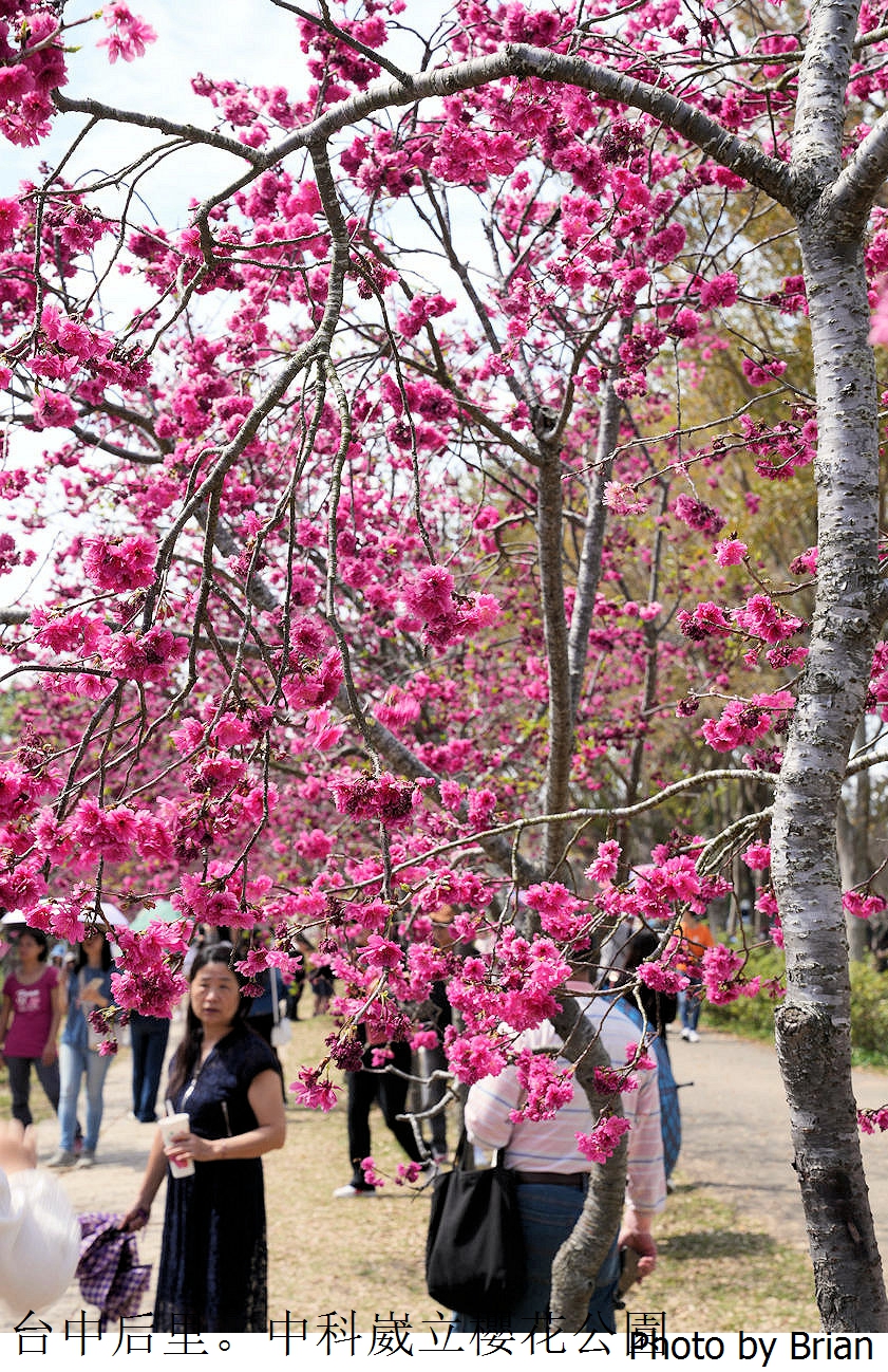 台中中科崴立櫻花公園。中科免費賞櫻景點