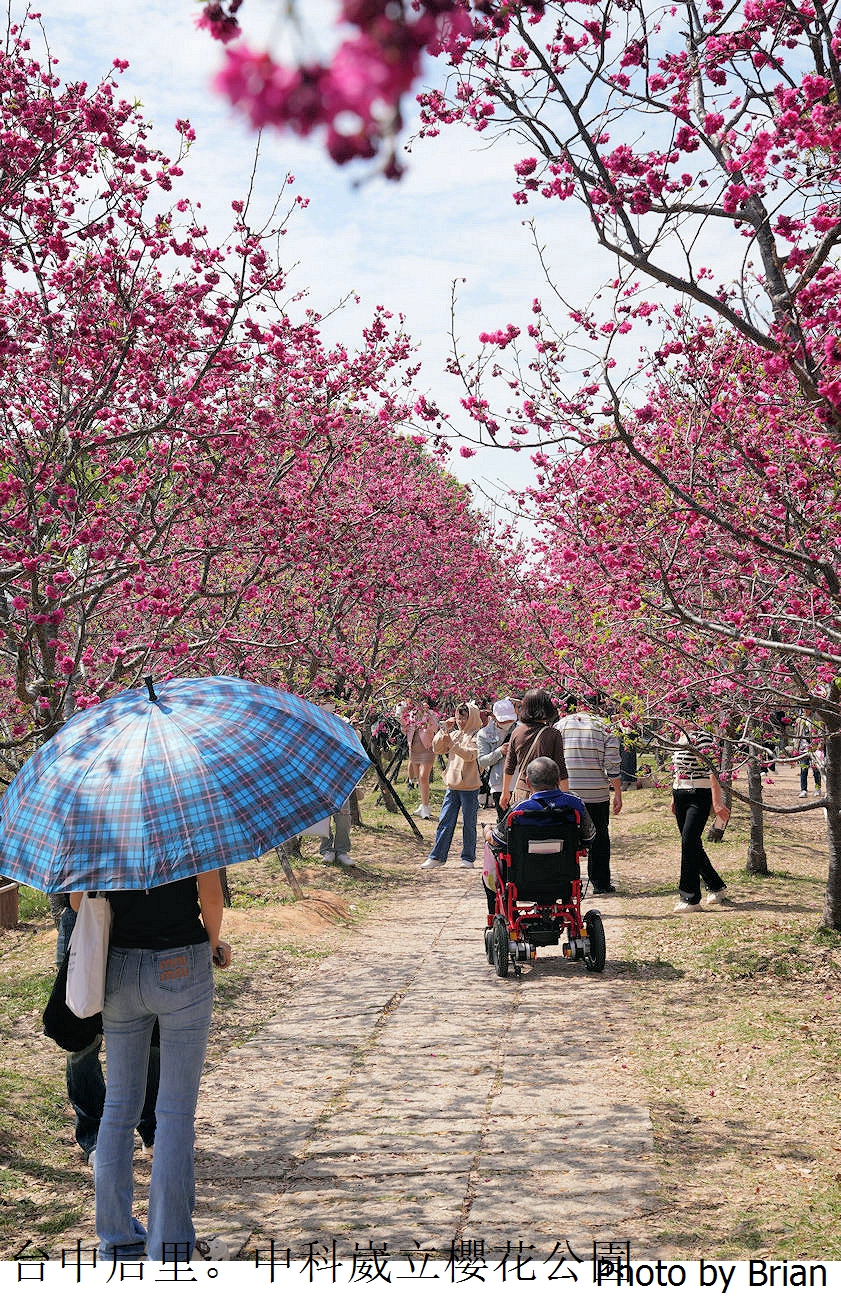 台中中科崴立櫻花公園。中科免費賞櫻景點