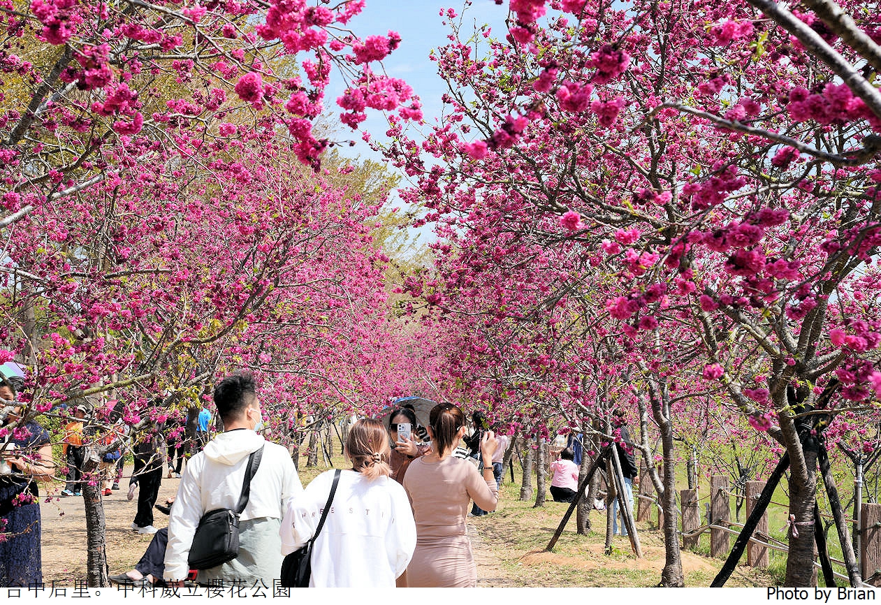 台中中科崴立櫻花公園。中科免費賞櫻景點