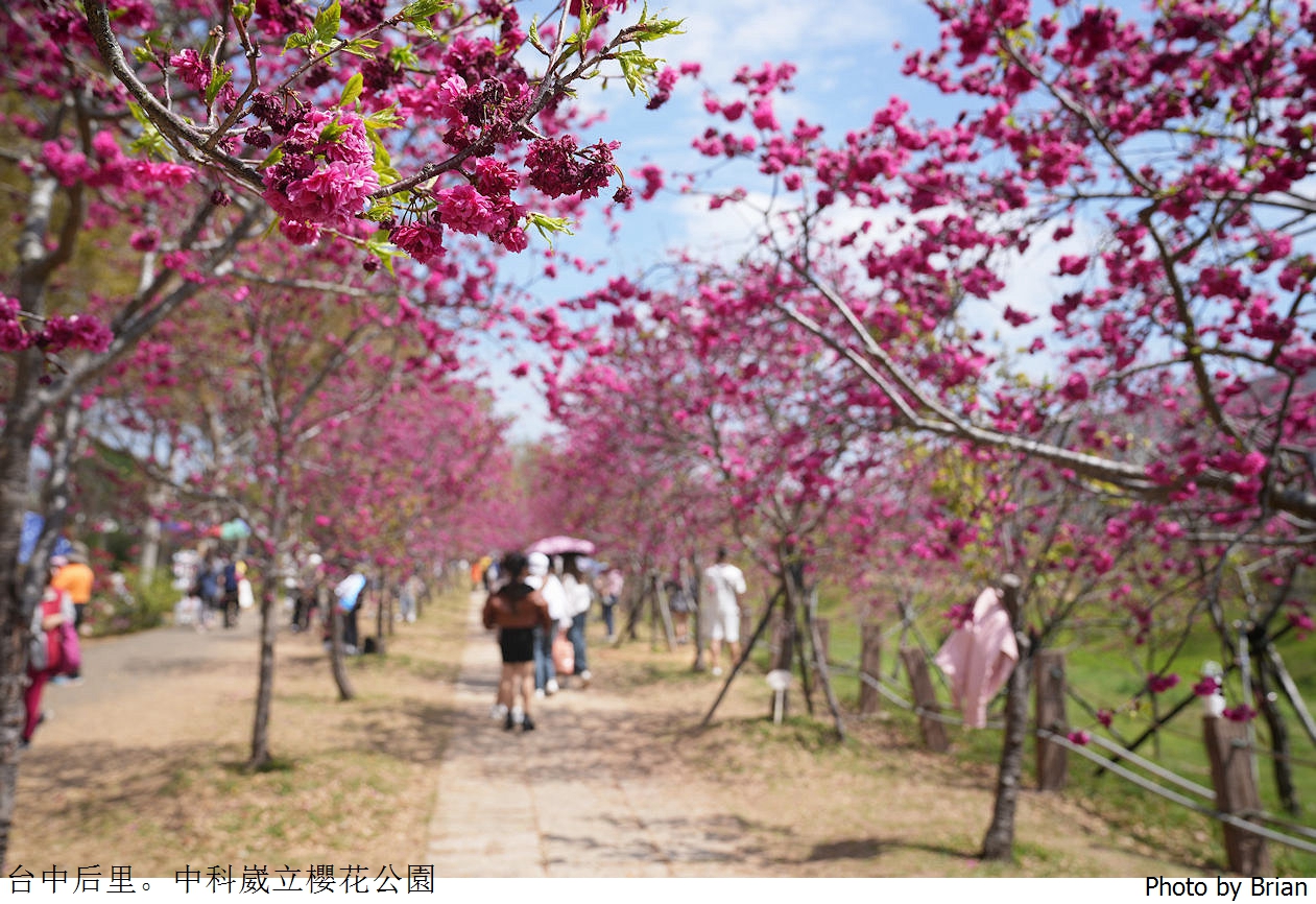 台中中科崴立櫻花公園。中科免費賞櫻景點