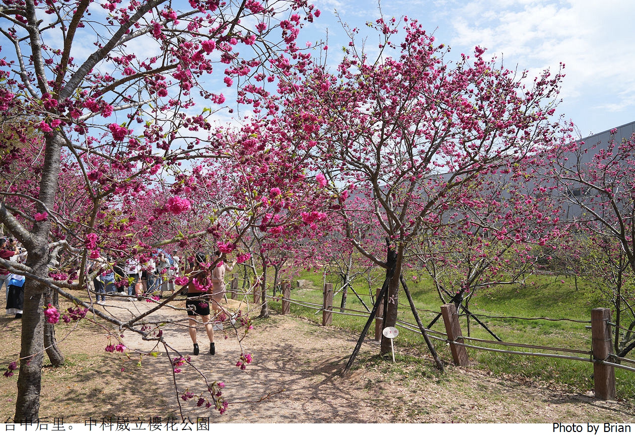 台中中科崴立櫻花公園。中科免費賞櫻景點
