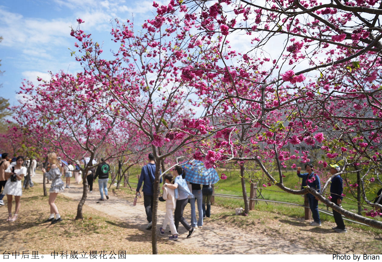 台中中科崴立櫻花公園。中科免費賞櫻景點