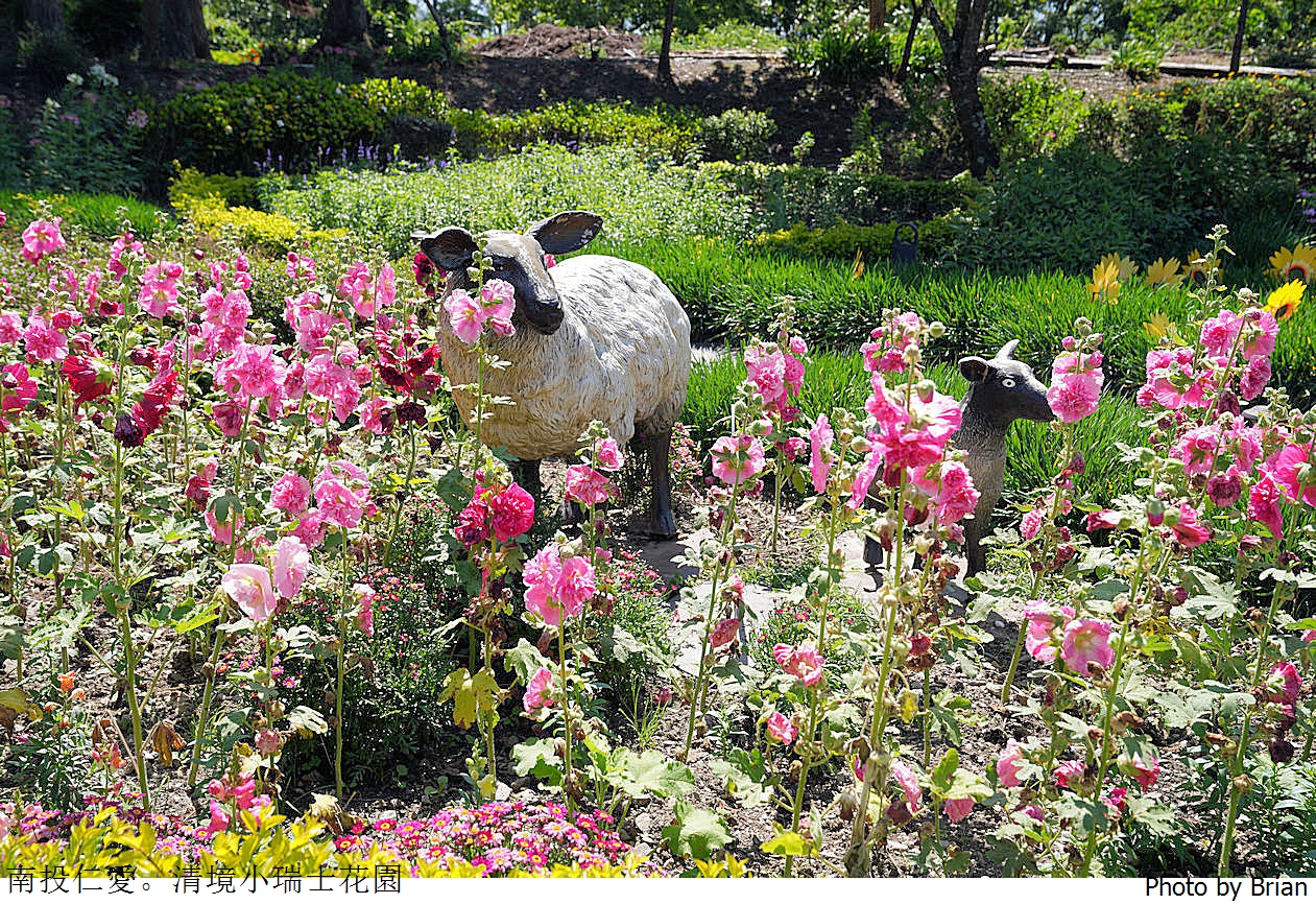 南投景點清境農場小瑞士花園。山林裡的花園秘境拍照打卡好迷人 南投景點清境農場小瑞士花園。山林裡的花園秘境拍照打卡好迷人