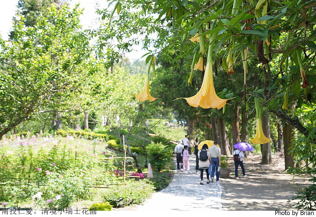 南投景點清境農場小瑞士花園。山林裡的花園秘境拍照打卡好迷人 南投景點清境農場小瑞士花園。山林裡的花園秘境拍照打卡好迷人
