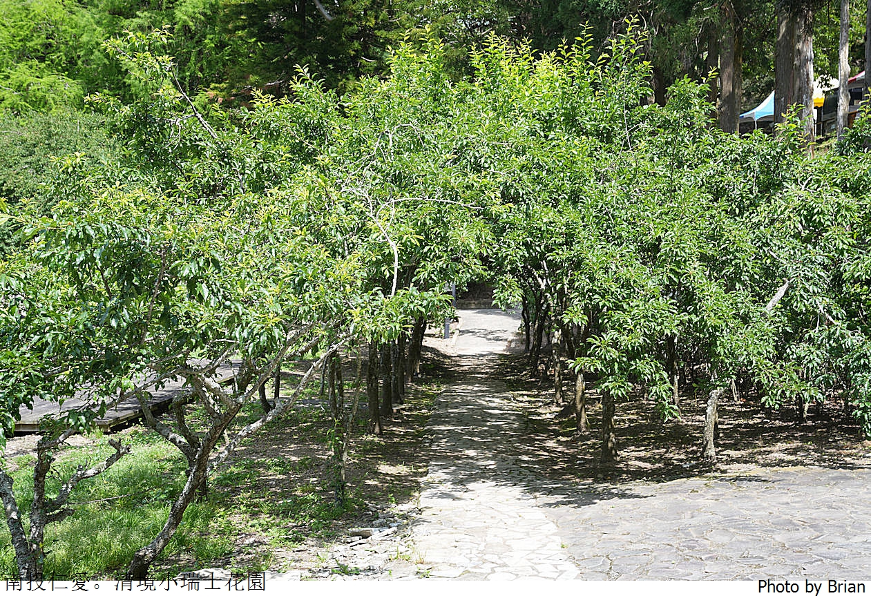 南投景點清境農場小瑞士花園。山林裡的花園秘境拍照打卡好迷人 南投景點清境農場小瑞士花園。山林裡的花園秘境拍照打卡好迷人