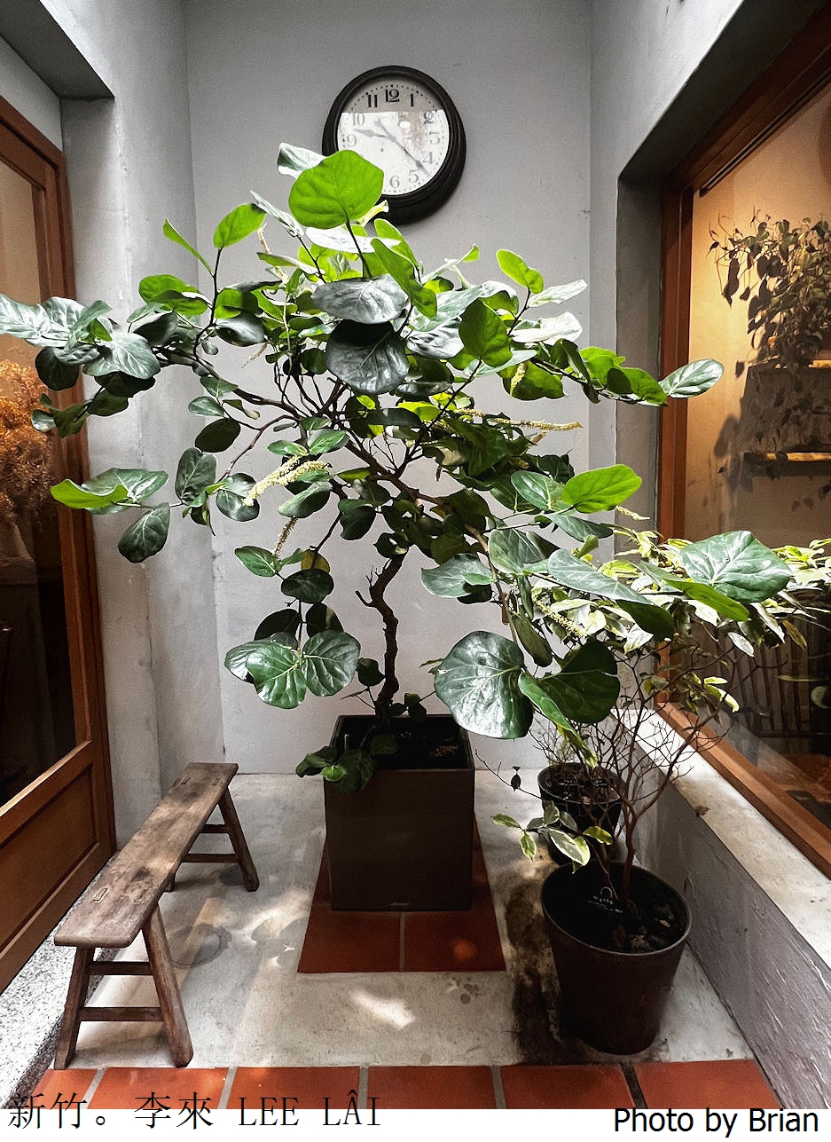 新竹老宅咖啡李來 LEE LÂI 咖啡。馬偕醫院附近復古老宅咖啡店