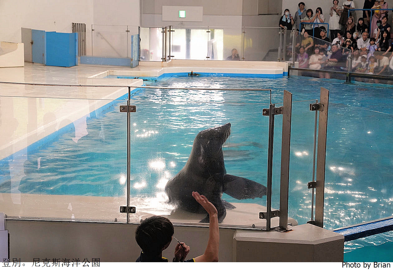 北海道登別尼克斯海洋公園。可愛企鵝遊行北海道親子景點推薦 北海道登別尼克斯海洋公園。可愛企鵝遊行北海道親子景點推薦