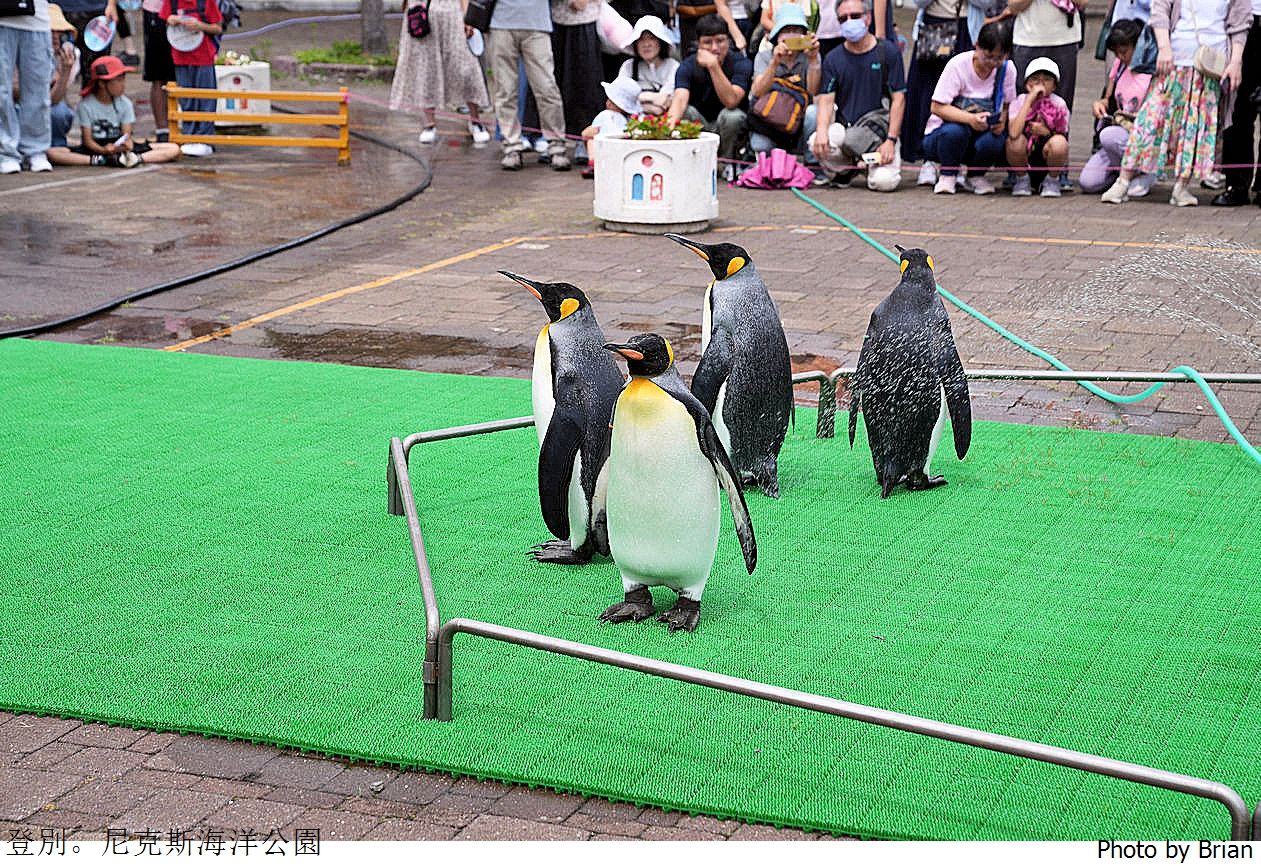 北海道登別尼克斯海洋公園。可愛企鵝遊行北海道親子景點推薦 北海道登別尼克斯海洋公園。可愛企鵝遊行北海道親子景點推薦