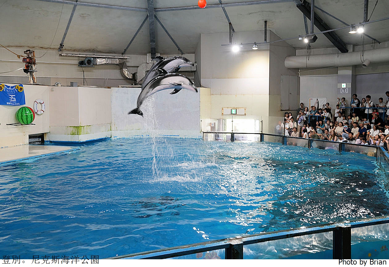 北海道登別尼克斯海洋公園。可愛企鵝遊行北海道親子景點推薦