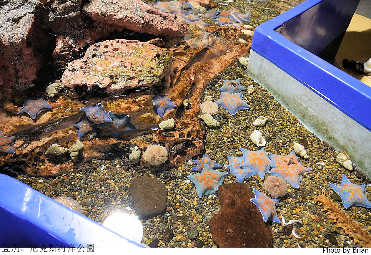 北海道登別尼克斯海洋公園。可愛企鵝遊行北海道親子景點推薦 北海道登別尼克斯海洋公園。可愛企鵝遊行北海道親子景點推薦