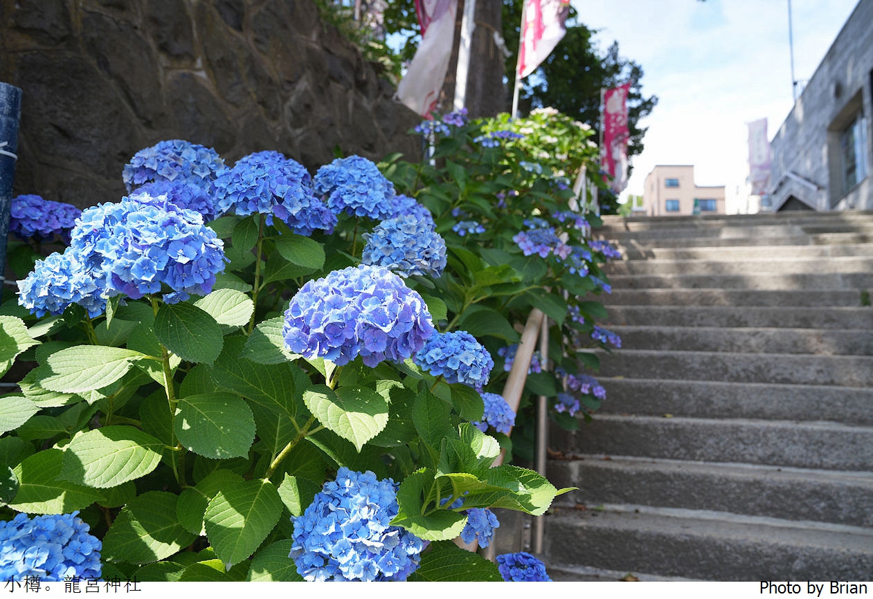 北海道小樽龍宮神社。小樽車站附近隱藏小景點