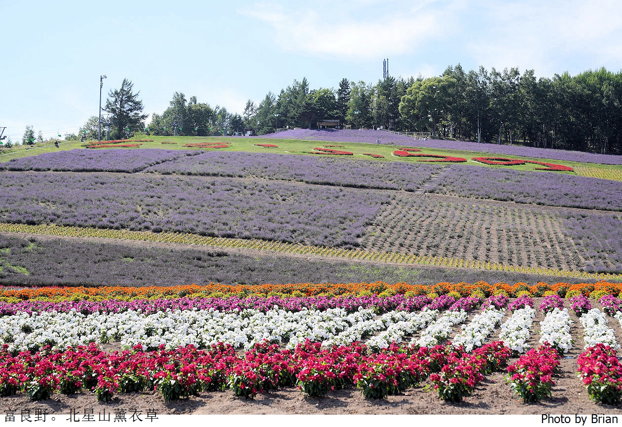 北海道中富良野北星山薰衣草園。搭纜車登高欣賞薰衣草花海搭配十勝連峰 北海道中富良野北星山薰衣草園。搭纜車登高欣賞薰衣草花海搭配十勝連峰