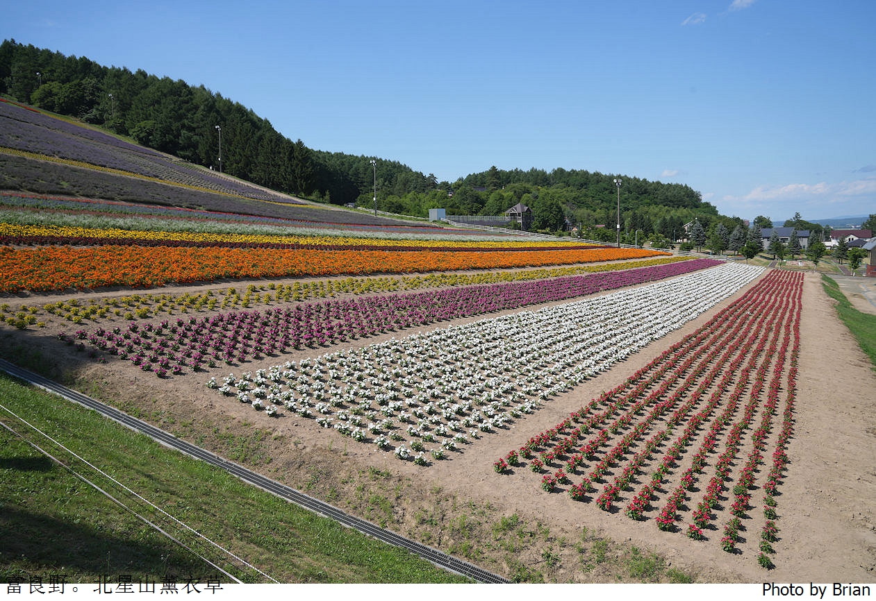 北海道中富良野北星山薰衣草園。搭纜車登高欣賞薰衣草花海搭配十勝連峰 北海道中富良野北星山薰衣草園。搭纜車登高欣賞薰衣草花海搭配十勝連峰