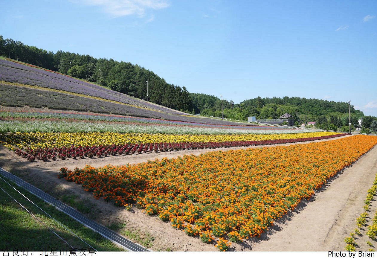 北海道中富良野北星山薰衣草園。搭纜車登高欣賞薰衣草花海搭配十勝連峰