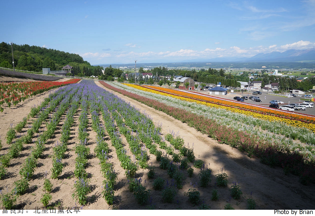 北海道中富良野北星山薰衣草園。搭纜車登高欣賞薰衣草花海搭配十勝連峰 北海道中富良野北星山薰衣草園。搭纜車登高欣賞薰衣草花海搭配十勝連峰