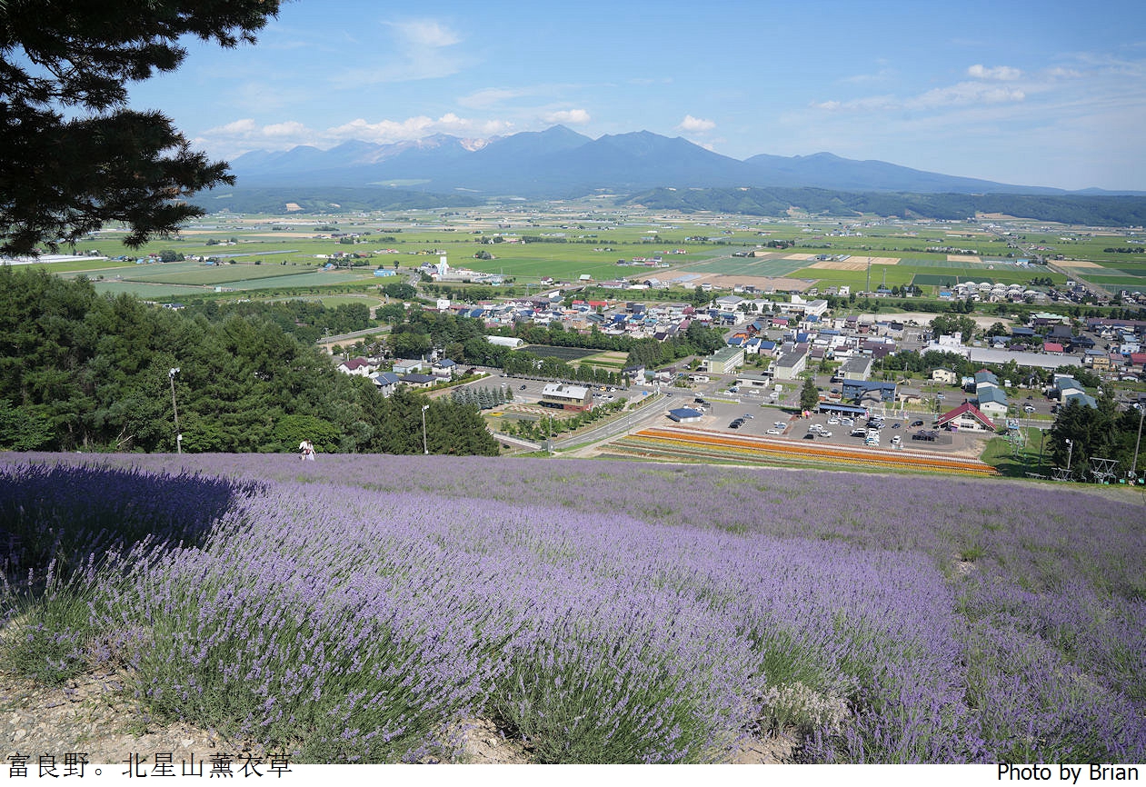 北海道中富良野北星山薰衣草園。搭纜車登高欣賞薰衣草花海搭配十勝連峰