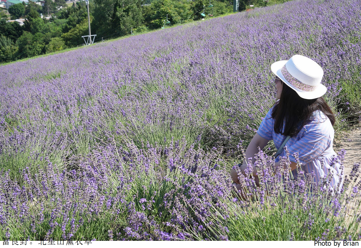 北海道中富良野北星山薰衣草園。搭纜車登高欣賞薰衣草花海搭配十勝連峰 北海道中富良野北星山薰衣草園。搭纜車登高欣賞薰衣草花海搭配十勝連峰