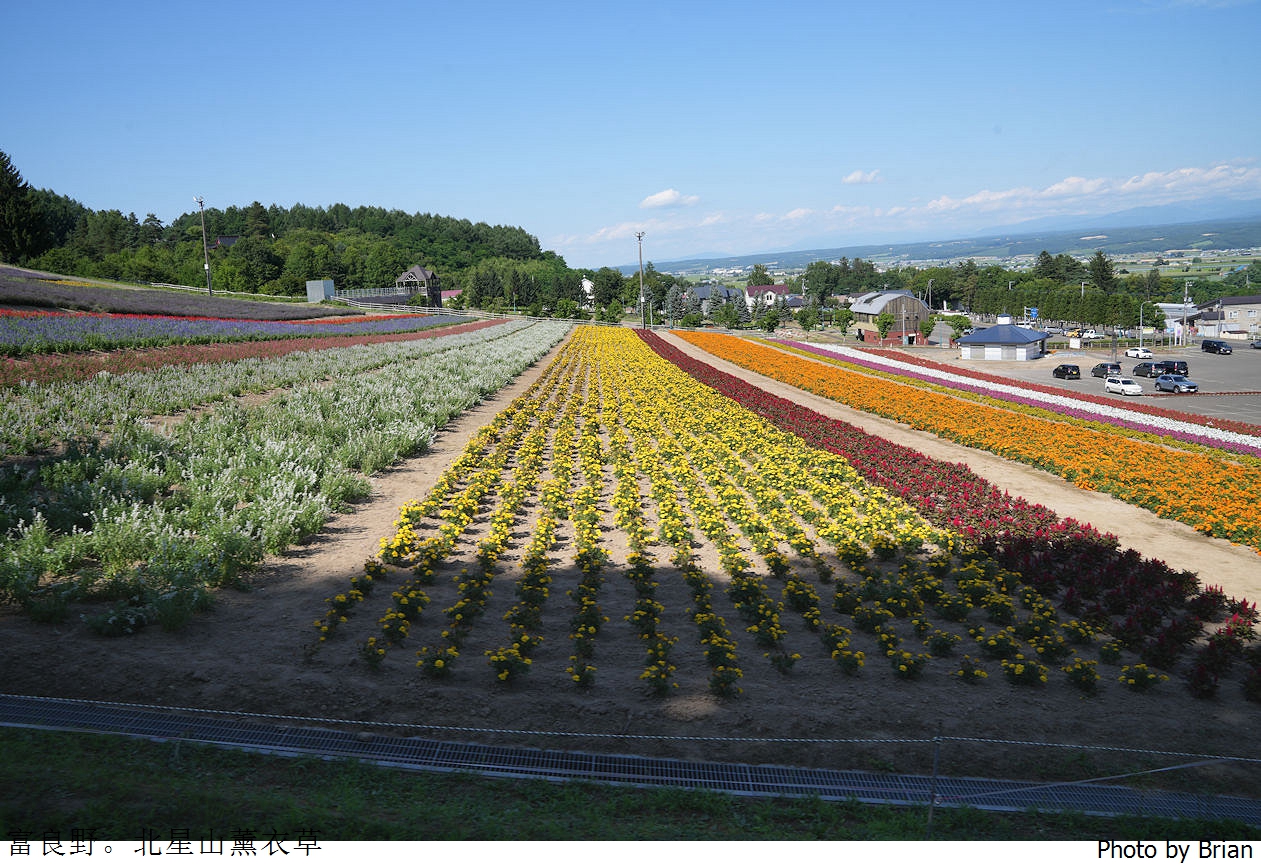 北海道中富良野北星山薰衣草園。搭纜車登高欣賞薰衣草花海搭配十勝連峰 北海道中富良野北星山薰衣草園。搭纜車登高欣賞薰衣草花海搭配十勝連峰