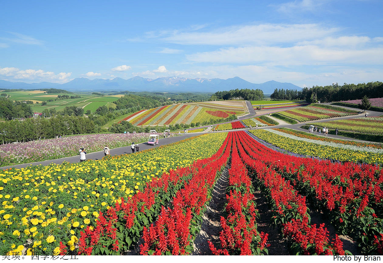 北海道美瑛四季彩之丘。美瑛必訪景點彩虹花田 北海道美瑛四季彩之丘。美瑛必訪景點彩虹花田