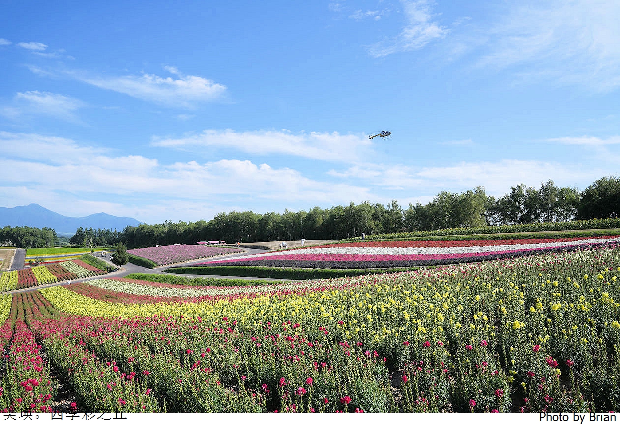 北海道美瑛四季彩之丘。美瑛必訪景點彩虹花田 北海道美瑛四季彩之丘。美瑛必訪景點彩虹花田