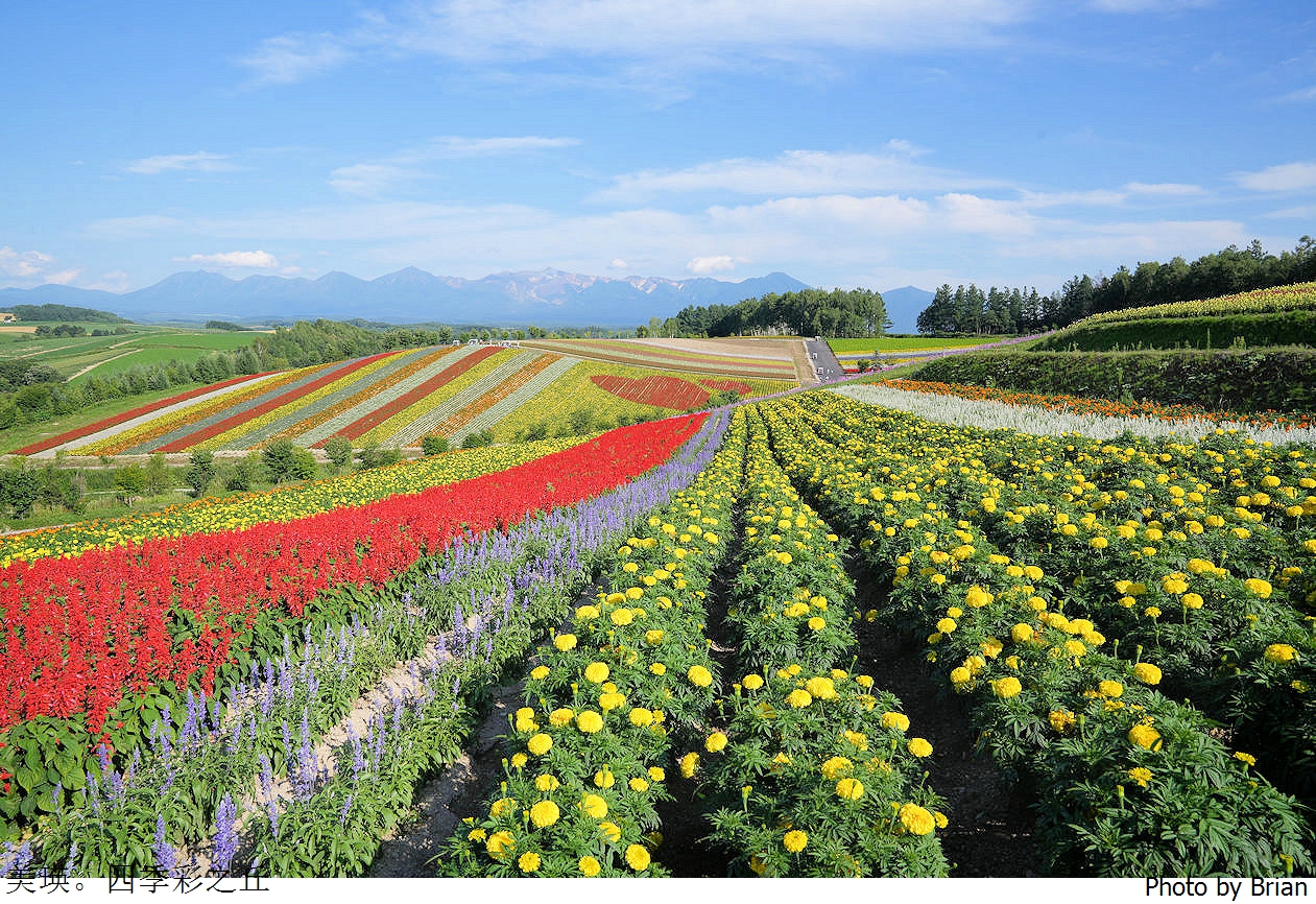 北海道美瑛四季彩之丘。美瑛必訪景點彩虹花田 北海道美瑛四季彩之丘。美瑛必訪景點彩虹花田